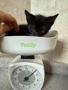 Teddy -  Domestic Short Hair Cat for Adoption in Orlando, Florida - Teddy | PetCurious