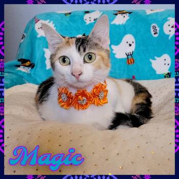 Rescue Domestic Short Hair Cats for Adoption in Daingerfield, Texas - Magic | PetCurious