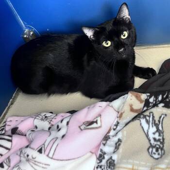 Void -  Domestic Short Hair Cat for Adoption in Tulsa, Oklahoma - Void | PetCurious