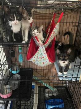 Twilight -  Domestic Short Hair Cat for Adoption - Twilight | PetCurious