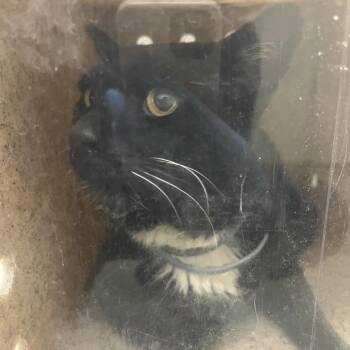 Mr Baby -  Domestic Short Hair Cat for Adoption in Harrisonburg, Virginia - Mr Baby | PetCurious