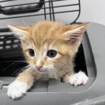 Monterey Jacqueline -  Domestic Short Hair Cat for Adoption in Birmingham, Alabama - Monterey Jacqueline | PetCurious