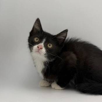 Plinko -  Domestic Medium Hair Cat for Adoption in State College, Pennsylvania - Plinko | PetCurious