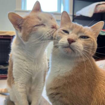 Mittens -  Domestic Short Hair Cat for Adoption in Boston, Massachusetts - Mittens | PetCurious