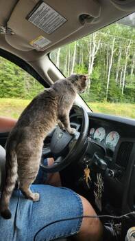 Rudy -  Domestic Short Hair Cat for Adoption in Cloquet, Minnesota - Rudy | PetCurious