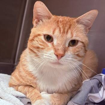 Domestic Short Hair Cats Available for Adoption in East Hanover, New Jersey - Home Fries | PetCurious