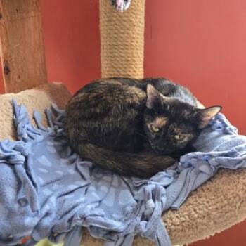 Samira -  Domestic Short Hair Cat for Adoption in Janesville, Wisconsin - Samira | PetCurious