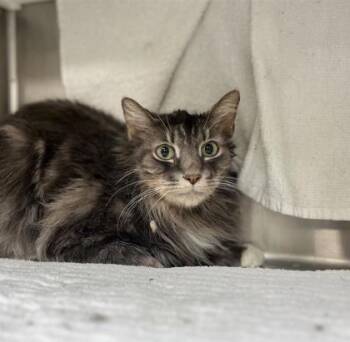 Domestic Medium Hair and Domestic Short Hair Cats Available for Adoption - Snowman | PetCurious