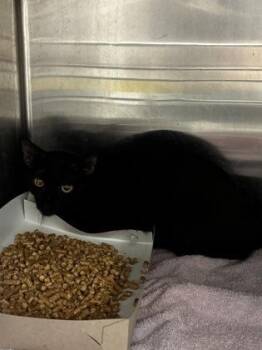 59533568 -  Domestic Short Hair Cat for Adoption in El Paso, Texas - 59533568 | PetCurious