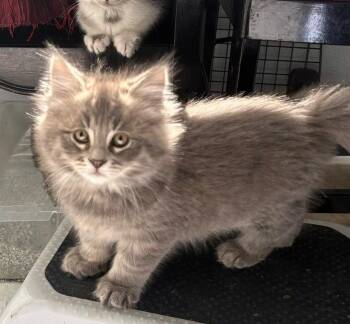 Dinah -  Domestic Medium Hair Cat for Adoption in Pasco, Washington - Dinah | PetCurious