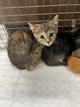 Pepper -  Domestic Short Hair Cat for Adoption in Clarksville, Tennessee - Pepper | PetCurious