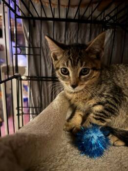 Rocco -  American Shorthair Cat for Adoption in Hagaman, New York - Rocco | PetCurious
