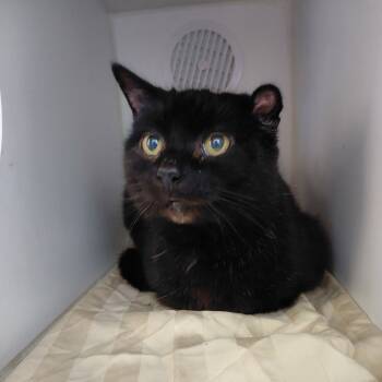 Rescue Domestic Short Hair Cats for Adoption in Philadelphia, Pennsylvania - Ambrosia | PetCurious