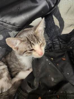 Dot -  Domestic Short Hair Cat for Adoption in Lockhart, Texas - Dot | PetCurious