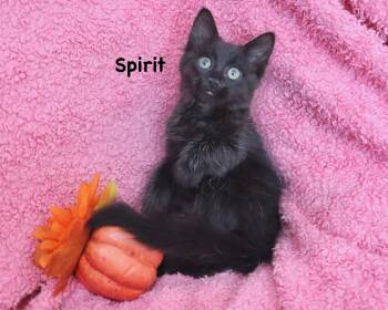 Spirit -  Maine Coon and Domestic Long Hair Cat for Adoption in St. Augustine, Florida - Spirit | PetCurious