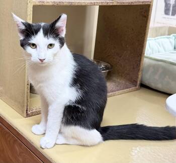 Naomi -  Domestic Short Hair Cat for Adoption in Huntley, Illinois - Naomi | PetCurious