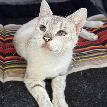 Fela N -- comfortable with growing older -  Domestic Short Hair Cat for Adoption in New York, New York - Fela N -- Comfortable With Growing Older | PetCurious