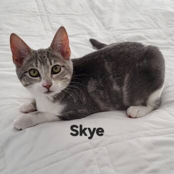 Skye -  Domestic Short Hair Cat Available for Adoption in Mantua Township, New Jersey - Skye | PetCurious