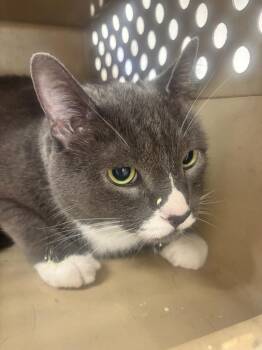 Sox -  Domestic Short Hair Cat for Adoption in Greenfield, Indiana - Sox | PetCurious