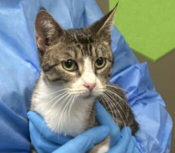 Domestic Short Hair Cats Available for Adoption in Fort Worth, Texas - Daffodil | PetCurious