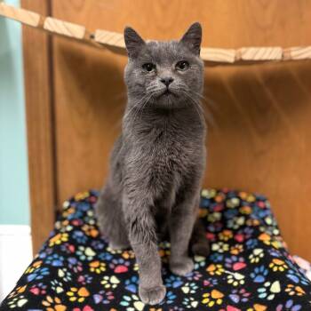 Rescue Domestic Short Hair Cats for Adoption in Fargo, North Dakota - Pearline | PetCurious