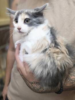 Sutton   WC 1179 -  Domestic Long Hair Cat for Adoption in Metamora, Illinois - Sutton   WC 1179 | PetCurious