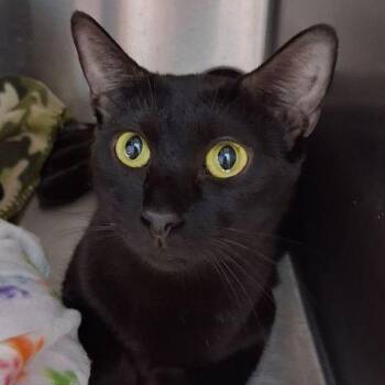 Sassy -  Domestic Short Hair Cat for Adoption in Kingman, Arizona - Sassy | PetCurious