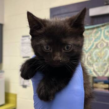 Domestic Short Hair Cats Available for Adoption in Charlottesville, Virginia - Between The Lions | PetCurious