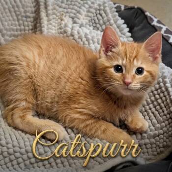 Catspur...Mr. Handsome, and he knows it -  Domestic Short Hair Cat for Adoption in Murfreesboro, Tennessee - Catspur...Mr. Handsome, And He Knows It | PetCurious