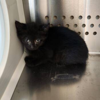 Gemma -  Domestic Short Hair Cat for Adoption in Norman, Oklahoma - Gemma | PetCurious