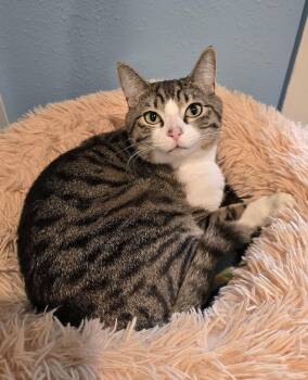 Domestic Short Hair and Tabby Cats Available for Adoption - Nalu | PetCurious