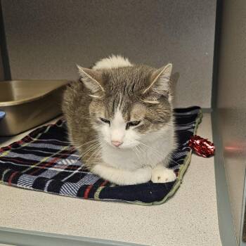 Stella -  Domestic Long Hair Cat for Adoption in Cedar Rapids, Iowa - Stella | PetCurious