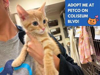 SHRIMP BISCUIT -  Domestic Medium Hair Cat for Adoption in Fort Wayne, Indiana - SHRIMP BISCUIT | PetCurious