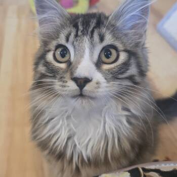 Hazel -  Domestic Long Hair and Maine Coon Cat for Adoption in Maple Valley, Washington - Hazel | PetCurious
