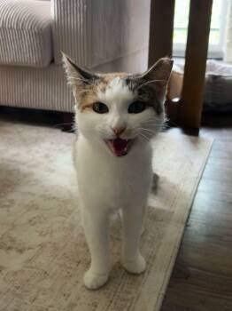 Angel -  American Shorthair Cat for Adoption in Pittsburgh, Pennsylvania - Angel | PetCurious