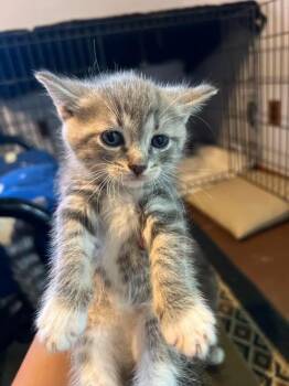 Slate 1 -  Domestic Short Hair Cat Available for Adoption in Glenfield, New York - Slate 1 | PetCurious