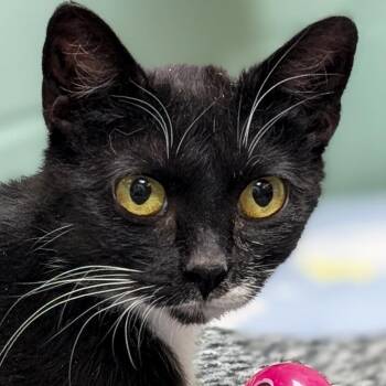 Morticia - Reduced Fee -  Domestic Short Hair Cat for Adoption in Jefferson, Wisconsin - Morticia - Reduced Fee | PetCurious