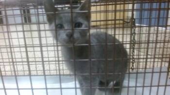 KENDRICK LAMAR -  Russian Blue Cat for Adoption in Doral, Florida - KENDRICK LAMAR | PetCurious