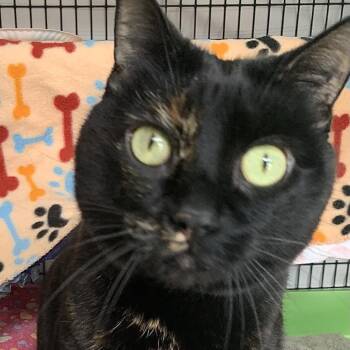 Black Bean -  Domestic Short Hair and Mixed Breed Cat for Adoption in Chicago, Illinois - Black Bean | PetCurious