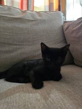 Little Bear -  Domestic Short Hair Cat for Adoption in Frisco, Texas - Little Bear | PetCurious