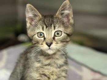 Tortilla -  Domestic Short Hair Cat for Adoption in Portland, Oregon - Tortilla | PetCurious