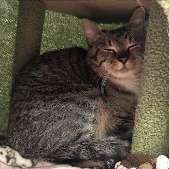 Mushy -  Domestic Short Hair Cat for Adoption in Murray, Utah - Mushy | PetCurious