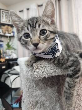 Rescue Domestic Short Hair Cats for Adoption in Milpitas, California - Diego | PetCurious