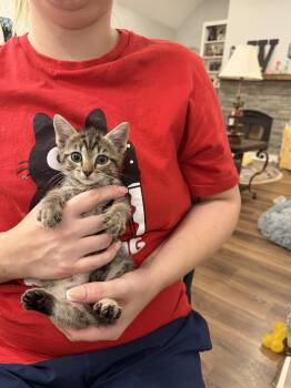 Crow (available for pre-adoption) -  Domestic Short Hair Cat for Adoption in Camden, South Carolina - Crow (available For Pre-adoption) | PetCurious