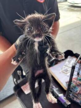 61508755 -  Domestic Short Hair Cat for Adoption in El Paso, Texas - 61508755 | PetCurious