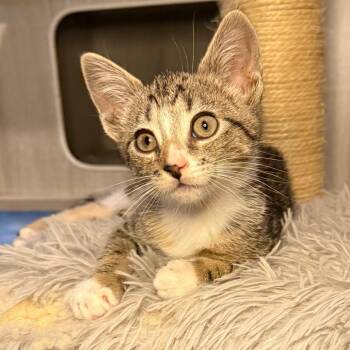 Bernadette -  Domestic Short Hair Cat for Adoption in Jupiter, Florida - Bernadette | PetCurious