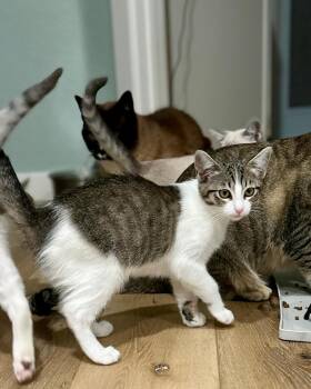 Rescue Domestic Short Hair Cats for Adoption in Oceanside, California - Morro | PetCurious