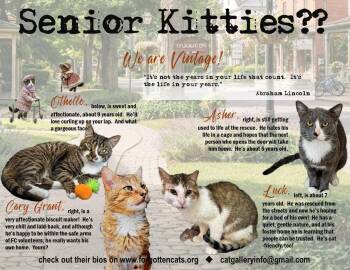 More Mature & Senior Cats (male & female) 2 flyers -  Domestic Short Hair Cat for Adoption in Greenville, Delaware - More Mature & Senior Cats (male & Female) 2 Flyers | PetCurious