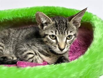 Domestic Short Hair Cats Available for Adoption - MARVIN | PetCurious