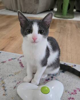 Rescue Domestic Short Hair Cats for Adoption in St. Peters, Missouri - HANSEL | PetCurious